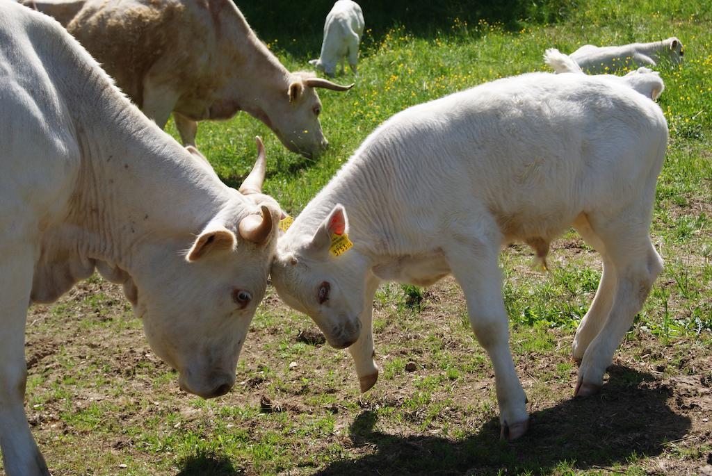 Farm stay Grundnerhof