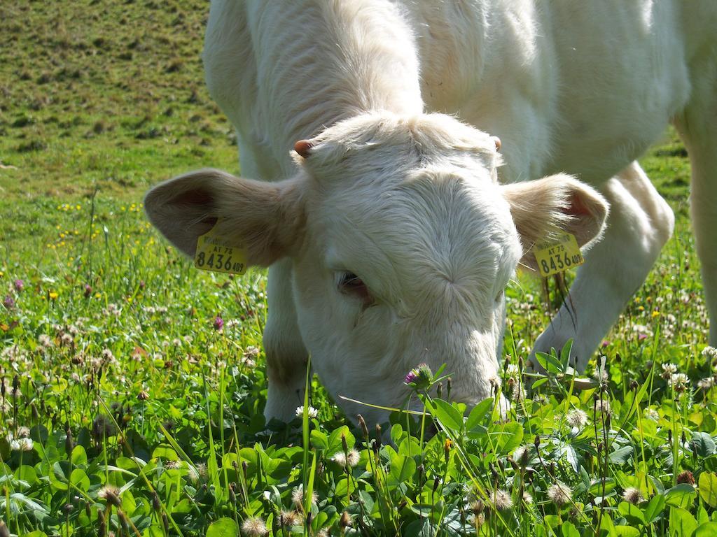 Farm stay Grundnerhof *